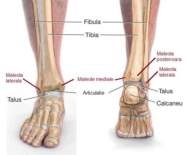 cum să tratezi articulația piciorului inferior
